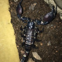My Scorpions