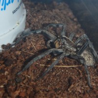 Tia B Tarantula Pictures