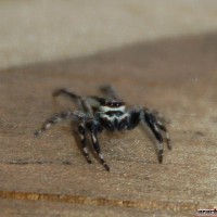 Jumping Spider