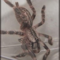 Poecilotheria regalis