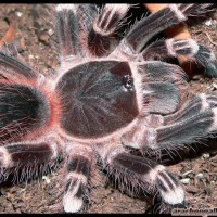 Acanthoscurria geniculata