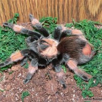 Brachypelma emilia