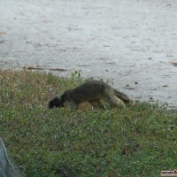 Black faced squirrel