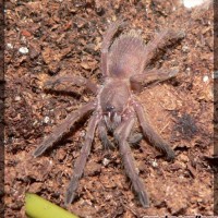 Chilobrachys huahini