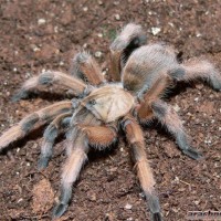 Aphonopelma moderatum