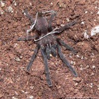 Chilobrachys fimbriatus