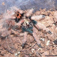 Chromatopelma cyaneopubescens