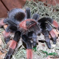 Brachypelma emilia