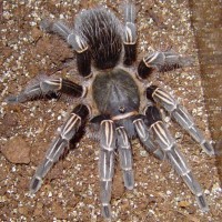 Aphonopelma seemani