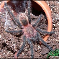 Homoeomma sp. "Blue"