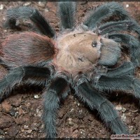 Aphonopelma anax