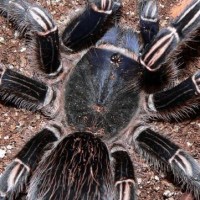 Aphonopelma seemani - Adult Female