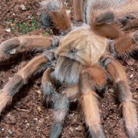 Aphonopelma moderatum - Juvenile Female