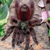 Avicularia versicolor - Adult Female