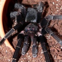 Aphonopelma seemani - Mature Male