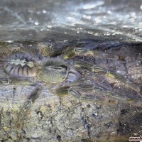 Poecilotheria rufilata