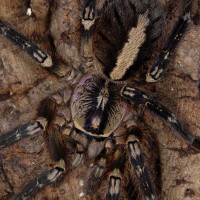 Poecilotheria ornata