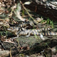 Baby Alligators