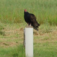 Turkey Vulture