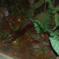baboon & viper diorama