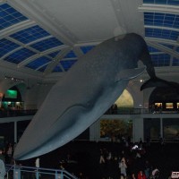 Blue whale diorama