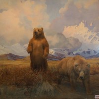 Kodiak bear diorama