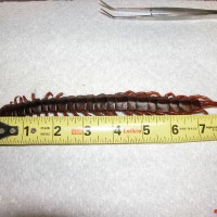 Scolopendra subspinipes