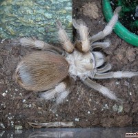 Aphonopelma chalcodes