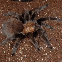 Aphonopelma hentzi