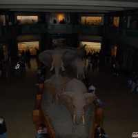 African elephant diorama