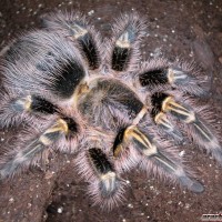 Grammostola aureostriata