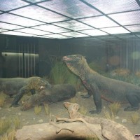 Komodo dragon diorama