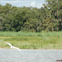 Egret