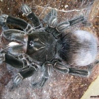 Pamphobeteus nigricolor