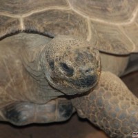 Galapagos Tortoise