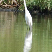 Egret?