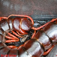 Scolopendra subspinipes