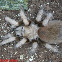 Aphonopelma chalcodes