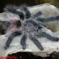 Avicularia avicularia