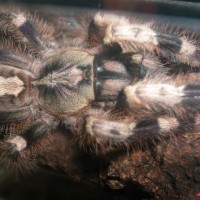 Poecilotheria miranda