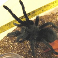 Grammostola pulchra