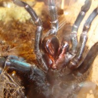 Haplopelma lividum