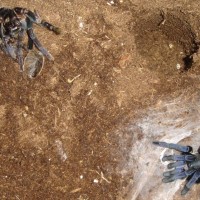 Haplopelma lividum