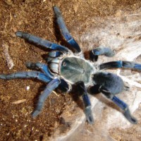 Haplopelma lividum