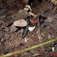 metriopelma_w_sac_2_resize