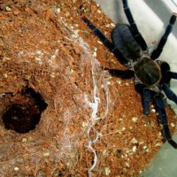 Haplopelma lividum