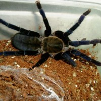 Haplopelma lividum