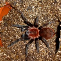 brachypelma