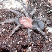 Aphonopelma crinirufum