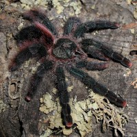 Avicularia braunshauseni